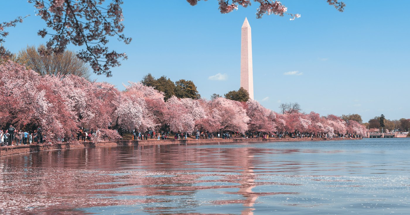 The Washington Monument framed by cherry blossoms
